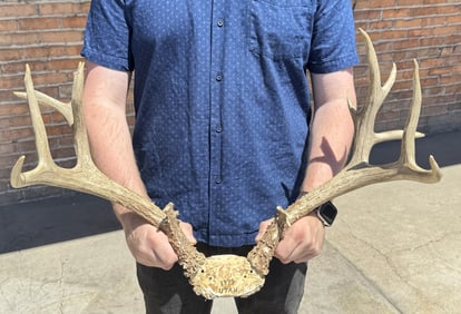 Non Typical Taxidermy Mule Deer Horns