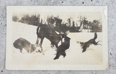 Wolves Attacking Deer RPPC Real Photo Postcard