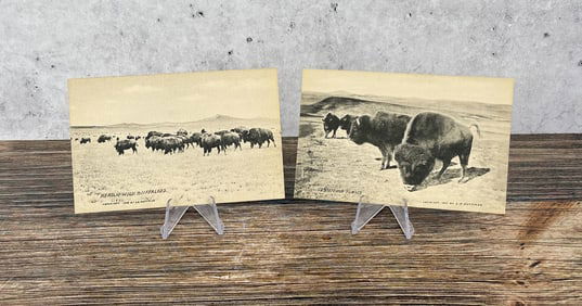 Laton Alton L.A. Huffman Montana Buffalo Postcards
