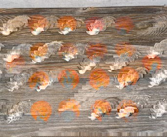 Group Of Polished Spiny Oyster Shells