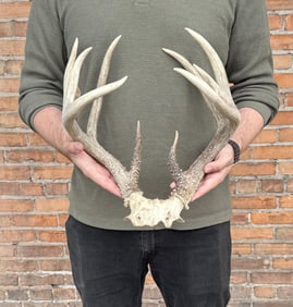 Montana Taxidermy Whitetail Deer Horns