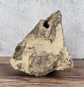 Montana Triceratops Brow Horn Dinosaur Fossil