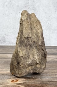 Montana Triceratops Brow Horn Dinosaur Fossil