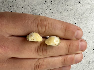 Montana Bull Elk Teeth