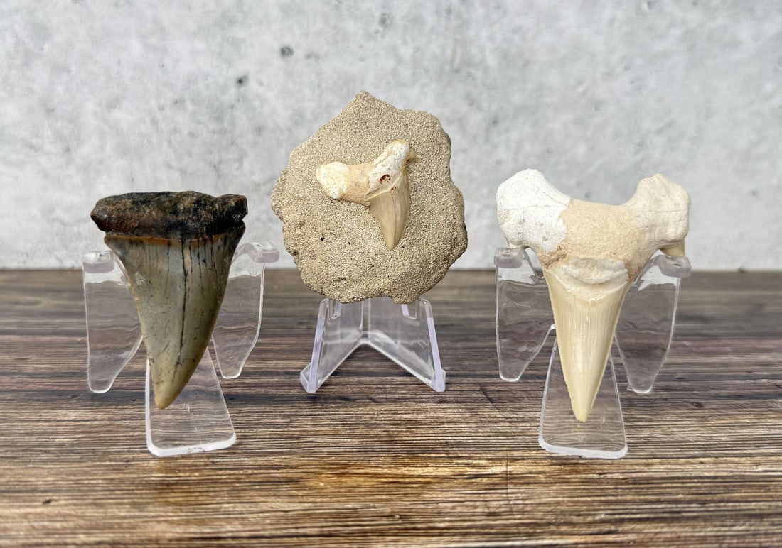 Group Of Fossil Shark Teeth: Three total. One on matrix.