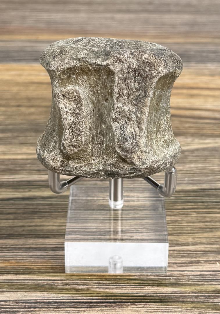 Fossil Dinosaur Vertebrae (1 of 3)