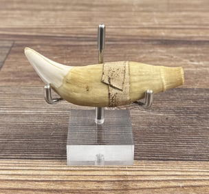 Large Ancient Fossil Cave Bear Tooth