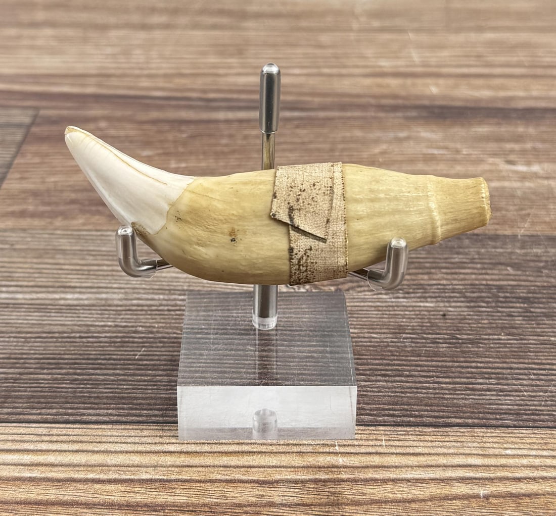 Large Ancient Fossil Cave Bear Tooth: 3 3/4" long.