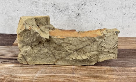 Fossilized Plants In Limestone Specimen