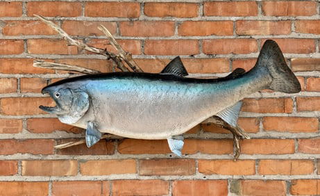 Taxidermy King Salmon Fish Mount