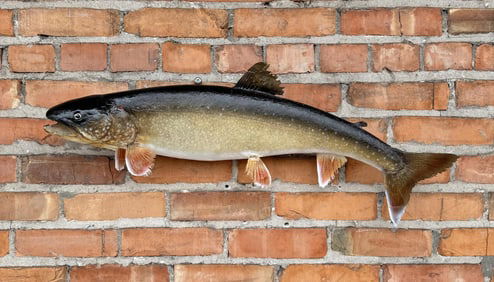 Montana Taxidermy Lake Trout Mount