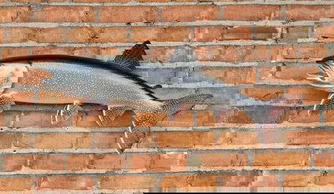 Montana Taxidermy Lake Trout Mount