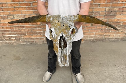 Montana Found Steer Skull
