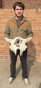 Montana Found Indian Killed Buffalo Skull