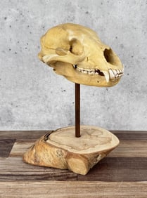 Taxidermy Montana Black Bear Skull