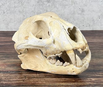 Taxidermy Montana Mountain Lion Skull