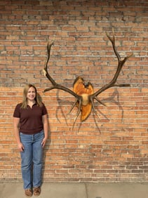 Large Taxidermy Montana Rocky Mountain Elk Horns