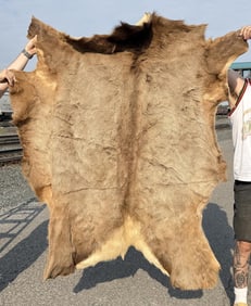 Montana Taxidermy Elk Hide