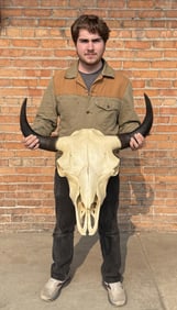 Montana Taxidermy Buffalo Skull