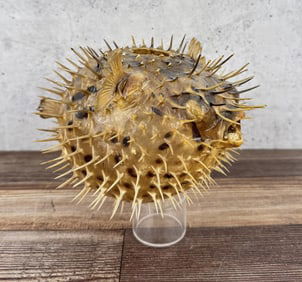 Taxidermy Puffer Fish