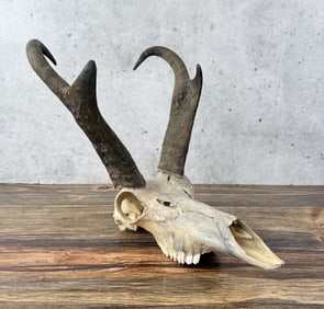 Montana Pronghorn Antelope Skull Taxidermy