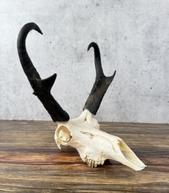 Montana Pronghorn Antelope Skull Taxidermy