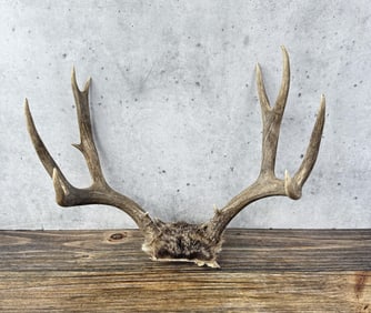 Montana Taxidermy Mule Deer Horns