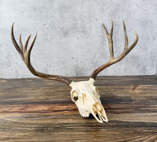 Montana European Mount Taxidermy Mule Deer