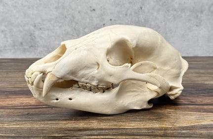 Taxidermy Montana Black Bear Skull