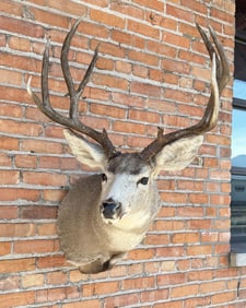 Montana Taxidermy Mule Deer Mount