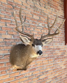 Montana Taxidermy Trophy Mule Deer Mount