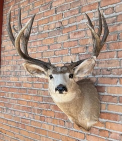 Montana Taxidermy Trophy Mule Deer Mount