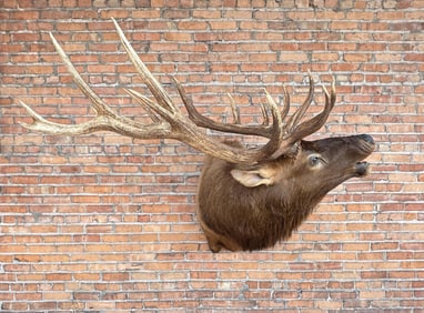 Giant Montana Rocky Mountain Elk Taxidermy Mount