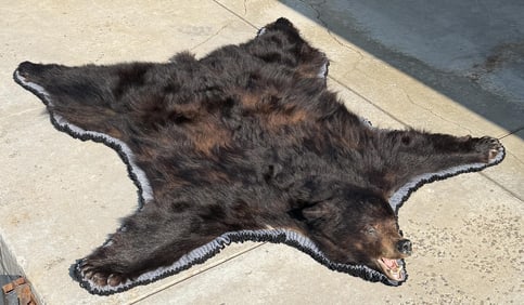 Montana Taxidermy Black Bear Rug
