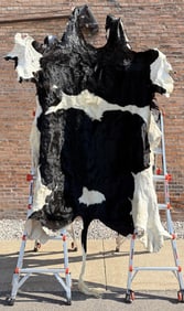 Tanned Holstein Cow Steer Bull Rug