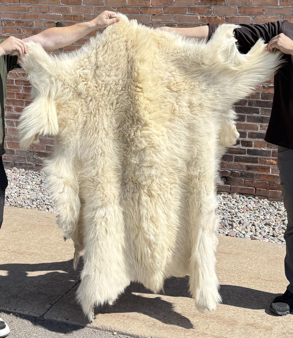 Montana Taxidermy Mountain Goat Rug: 61 1/2" by 54"