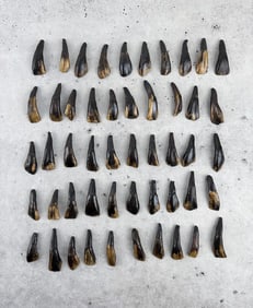 Lot of 50 Fossilized Buffalo Teeth