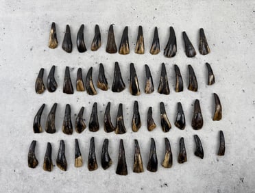 Lot of 50 Fossilized Buffalo Teeth