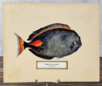 Albertus Baldwin Hawaiian Fish Watercolor Painting