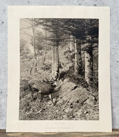 1905 Christian Kroner Stag Lithograph