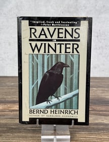 Ravens in Winter