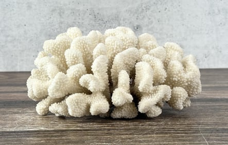 Cauliflower Coral Specimen