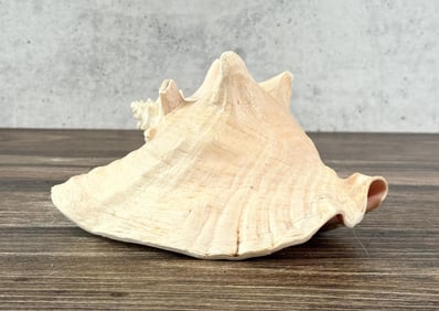 Large Queen Conch Shell