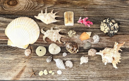 Collection of Sea Shells