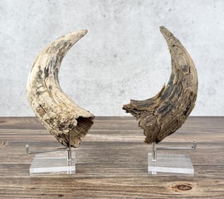 Montana Indian Killed Buffalo Horn Cap Relics