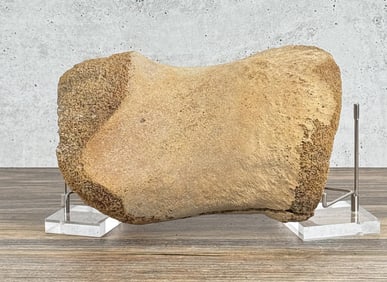 Ancient Whale Fin Toe Bone