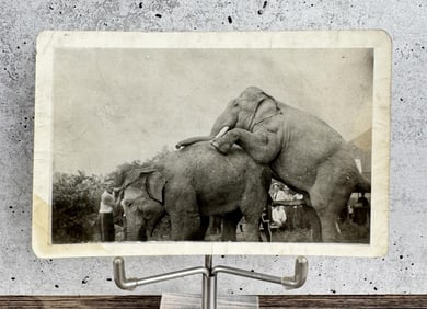 Elephants Having Sex RPPC Postcard