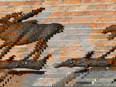 Rustic Cast Iron Moose Wall Sculpture