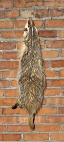 Montana Taxidermy Badger Fur Hide Pelt