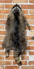 Montana Taxidermy Raccoon Pelt Hide